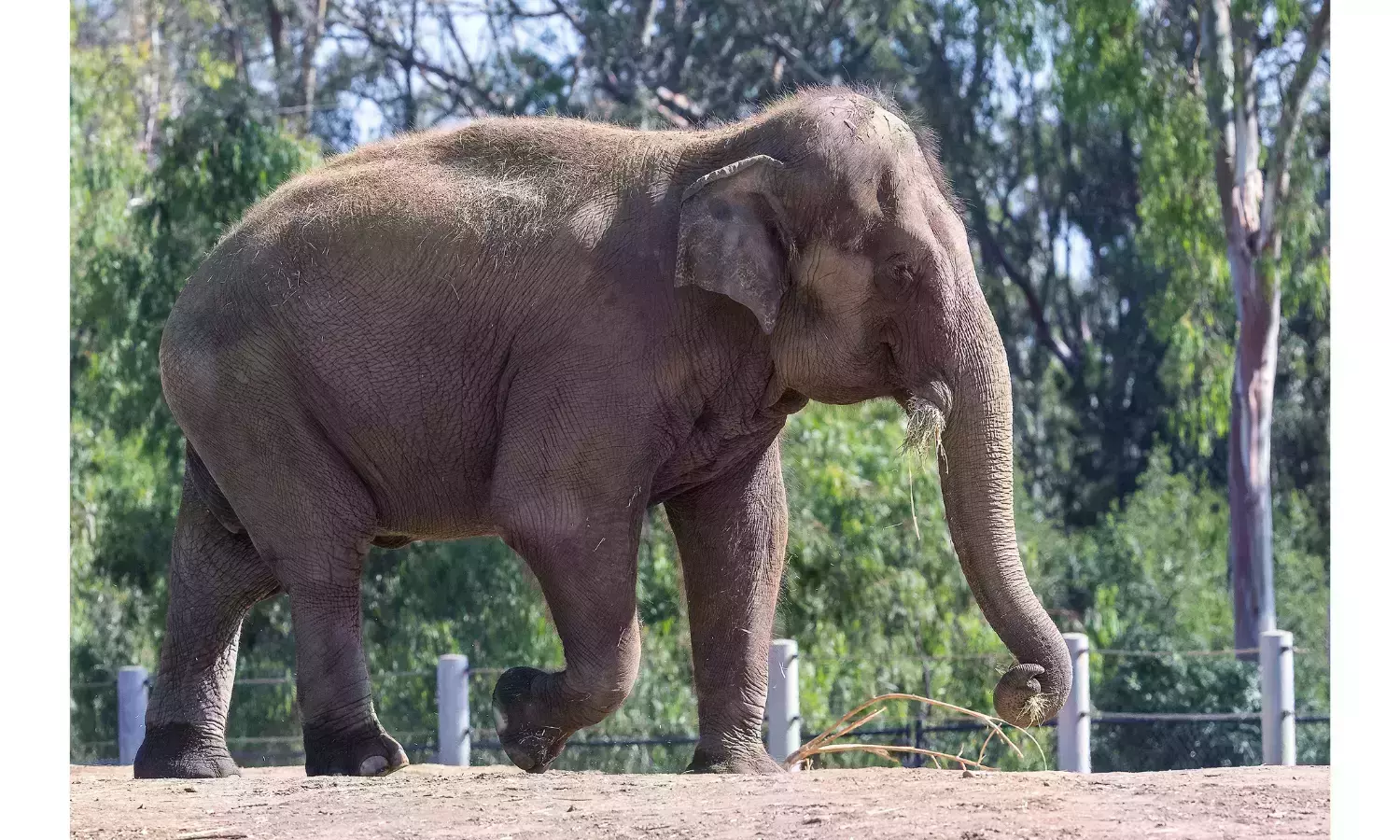 കുന്നംകുളത്ത് പൂരത്തിനിടെ ആന ഇടഞ്ഞു; അഞ്ച് പേര്‍ക്ക് പരിക്ക്