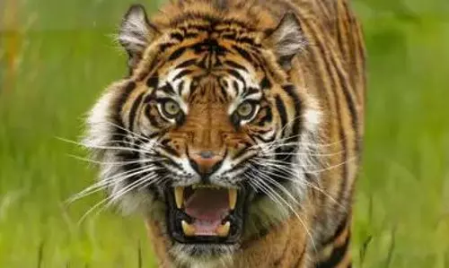 ആദിവാസി സ്ത്രീയെ കടുവ കടിച്ചു കൊന്ന സംഭവം; മാനന്തവാടിയില്‍  പ്രതിഷേധം