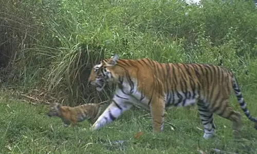 ഫലം കാണാനാവാതെ കാളികാവിലെ കടുവാദൗത്യം