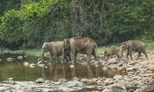 പാലക്കാട്ട് കര്‍ഷകനെ ആക്രമിച്ച് കാട്ടാനക്കൂട്ടം; ഗുരുതര പരിക്ക്