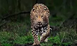 വയനാട്ടില്‍ വീണ്ടും വന്യജീവി ആക്രമണം; പശുക്കിടാവിനെ കൊന്നു