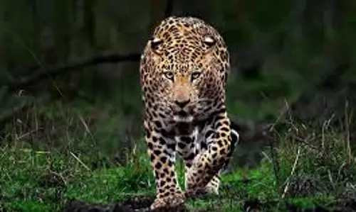 വയനാട്ടില് വീണ്ടും വന്യജീവി ആക്രമണം; പശുക്കിടാവിനെ കൊന്നു വയനാട്ടില് വീണ്ടും വന്യജീവി ആക്രമണം; പശുക്കിടാവിനെ കൊന്നു