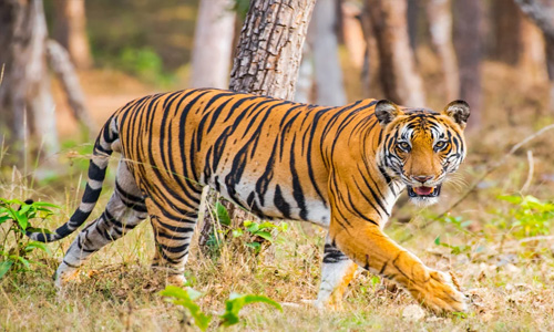 വയനാട് പച്ചിലക്കാട് കടുവ സാന്നിദ്ധ്യം; കാണാതായ 70കാരനെ കണ്ടെത്തി