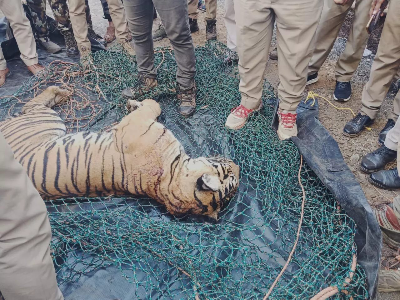 പഞ്ചാരക്കൊല്ലിയില് കടുവ ചത്തനിലയില് പഞ്ചാരക്കൊല്ലിയില് കടുവ ചത്തനിലയില്
