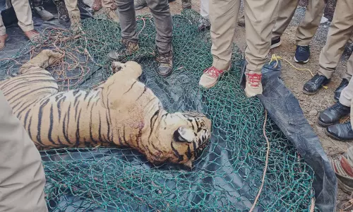 പഞ്ചാരക്കൊല്ലിയില് കടുവ ചത്തനിലയില് പഞ്ചാരക്കൊല്ലിയില് കടുവ ചത്തനിലയില്