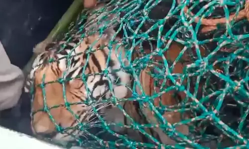 കടുവ ചത്തതില് സന്തോഷം, ഇനിയാര്ക്കും ഈ അവസ്ഥ ഉണ്ടാവരുത്; രാധയുടെ കുടുംബം കടുവ ചത്തതില് സന്തോഷം, ഇനിയാര്ക്കും ഈ അവസ്ഥ ഉണ്ടാവരുത്; രാധയുടെ കുടുംബം