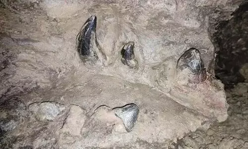 മൂന്നു കോടി വര്ഷം പഴക്കമുള്ള ഫോസില് മോഷണം പോയി മൂന്നു കോടി വര്ഷം പഴക്കമുള്ള ഫോസില് മോഷണം പോയി