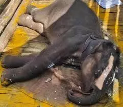 മുത്തങ്ങ പന്തിയില്‍ ചികിത്സയിലായിരുന്ന കുട്ടിക്കൊമ്പന്‍ ചെരിഞ്ഞു; കടുവയുടെ ആക്രമണത്തില്‍ മുറിവേറ്റെന്ന് സംശയം