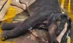 മുത്തങ്ങ പന്തിയില് ചികിത്സയിലായിരുന്ന കുട്ടിക്കൊമ്പന് ചെരിഞ്ഞു; കടുവയുടെ ആക്രമണത്തില് മുറിവേറ്റെന്ന് സംശയം മുത്തങ്ങ പന്തിയില് ചികിത്സയിലായിരുന്ന കുട്ടിക്കൊമ്പന് ചെരിഞ്ഞു; കടുവയുടെ ആക്രമണത്തില് മുറിവേറ്റെന്ന് സംശയം