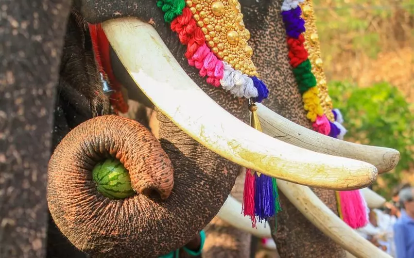 തൃശൂരില് ഉത്സവത്തിനെത്തിച്ച ആന ഇടഞ്ഞ് ഒരാളെ കുത്തിക്കൊന്നു തൃശൂരില് ഉത്സവത്തിനെത്തിച്ച ആന ഇടഞ്ഞ് ഒരാളെ കുത്തിക്കൊന്നു