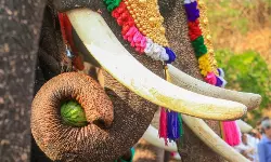 തൃശൂരില് ഉത്സവത്തിനെത്തിച്ച ആന ഇടഞ്ഞ് ഒരാളെ കുത്തിക്കൊന്നു തൃശൂരില് ഉത്സവത്തിനെത്തിച്ച ആന ഇടഞ്ഞ് ഒരാളെ കുത്തിക്കൊന്നു