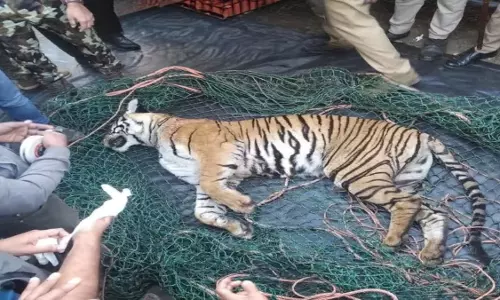 വയനാട്ടില്‍ രണ്ട് കടുവകള്‍ ചത്ത നിലയില്‍