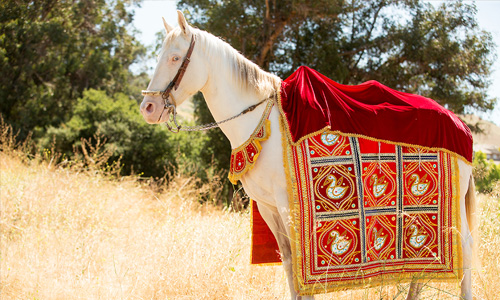 145 പോലിസുകാരുടെ കാവലില്‍ കുതിരപ്പുറത്ത് കയറി ദലിത് വരന്‍; ഇറങ്ങിക്കഴിഞ്ഞ് കല്ലേറ്