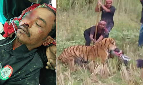 ബംഗാളില്‍ വനംവകുപ്പ് ഉദ്യോഗസ്ഥനെ കടുവ ആക്രമിച്ചു (വീഡിയോ)