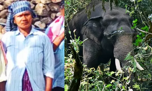 ഇടുക്കിയില് മധ്യവയസ്കയെ കാട്ടാന ചവിട്ടിക്കൊന്നു ഇടുക്കിയില് മധ്യവയസ്കയെ കാട്ടാന ചവിട്ടിക്കൊന്നു