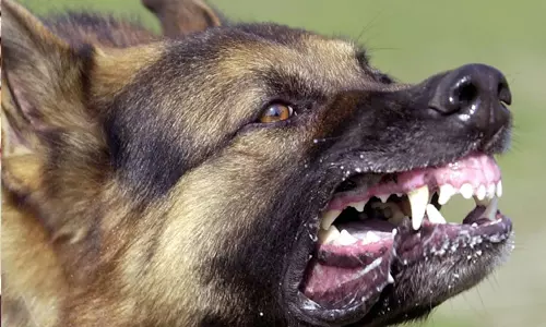 പേവിഷബാധയേറ്റ് ചികില്സയിലായിരുന്ന കുട്ടി മരിച്ചു പേവിഷബാധയേറ്റ് ചികില്സയിലായിരുന്ന കുട്ടി മരിച്ചു