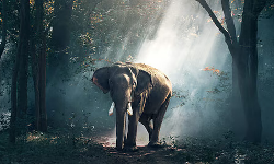 വയനാട് കാട്ടാന ആക്രമണം: കൊല്ലപ്പെട്ട യുവാവിന്റെ ഭാര്യയെ കാണാനില്ല; മൃതദേഹം മാറ്റാന് അനുവദിക്കാതെ നാട്ടുകാര് വയനാട് കാട്ടാന ആക്രമണം: കൊല്ലപ്പെട്ട യുവാവിന്റെ ഭാര്യയെ കാണാനില്ല; മൃതദേഹം മാറ്റാന് അനുവദിക്കാതെ നാട്ടുകാര്