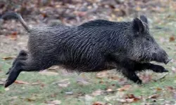 കാട്ടുപന്നിയുടെ ആക്രമണത്തില്‍ വീട്ടമ്മയ്ക്ക് പരിക്ക്