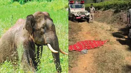 വയനാട്ടില് വീണ്ടും കാട്ടാന ആക്രമണം; ആദിവാസി യുവാവ് കൊല്ലപ്പെട്ടു (വീഡിയോ) വയനാട്ടില് വീണ്ടും കാട്ടാന ആക്രമണം; ആദിവാസി യുവാവ് കൊല്ലപ്പെട്ടു (വീഡിയോ)