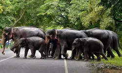 വന്യജീവി സംരക്ഷണ നിയമത്തിലെ ഭേദഗതിക്ക് കേന്ദ്രം അംഗീകാരം നല്കില്ലെന്ന് സൂചന വന്യജീവി സംരക്ഷണ നിയമത്തിലെ ഭേദഗതിക്ക് കേന്ദ്രം അംഗീകാരം നല്കില്ലെന്ന് സൂചന