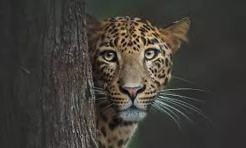 വന്യജീവി ആക്രമണം; നാളെ വയനാട്ടില്‍ യുഡിഎഫ് ഹര്‍ത്താല്‍