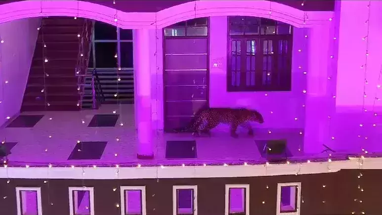 വിവാഹ വീട്ടില്‍ പുലിയെത്തി; കാറില്‍ ഒളിച്ച് വധൂവരന്‍മാര്‍; മുറിയില്‍ ഒളിച്ച് പുലി