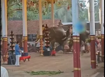 കൊയിലാണ്ടിയില് ഉല്സവത്തിനിടെ ഒരു ആന മറ്റൊരു ആനയെ കുത്തി; തിക്കിലും തിരക്കിലും രണ്ടു മരണം (video) കൊയിലാണ്ടിയില് ഉല്സവത്തിനിടെ ഒരു ആന മറ്റൊരു ആനയെ കുത്തി; തിക്കിലും തിരക്കിലും രണ്ടു മരണം (video)