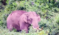 മൂന്നാറില്‍ വീണ്ടും കാട്ടാന ആക്രമണം; ബൈക്കില്‍ സഞ്ചരിച്ച സ്ത്രീയെ എടുത്തെറിഞ്ഞു