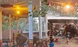 ആനയിടഞ്ഞ സംഭവം; കോഴിക്കോട് ഒരാഴ്ചത്തെ ആന എഴുന്നള്ളിപ്പുകള്‍ റദ്ദ് ചെയ്ത് മോണിറ്ററിങ് കമ്മറ്റി