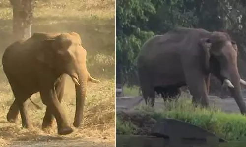 മസ്തകത്തിന് മുറിവേറ്റ നിലയില്‍ കണ്ടെത്തിയ ആനയുടെ ആരോഗ്യനില മോശം