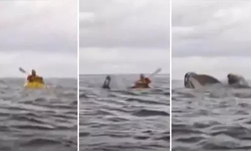 കയാക്കിങ്ങിനിടെ യുവാവിനെ കൂനന്‍ തിമിംഗലം വിഴുങ്ങി; അല്‍പ്പസമയത്തിന് ശേഷം തുപ്പി പുറത്തുവിട്ടു (വീഡിയോ)