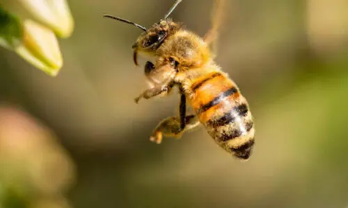 പാലരുവി വിനോദസഞ്ചാര കേന്ദ്രത്തില്‍ 25 പേര്‍ക്ക് തേനീച്ചകളുടെ കുത്തേറ്റു