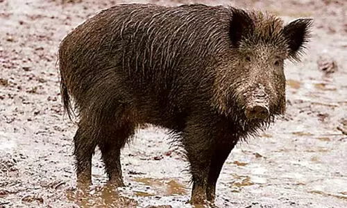 കാട്ടുപന്നിയുടെ ആക്രമണത്തില്‍ ആറ് വയസുകാരിക്ക് പരിക്ക്