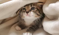 350 പൂച്ചകള്‍; പരിപാലനത്തിന് തൊഴിലാളികള്‍, ഒടുവില്‍ പോലിസ് നടപടി