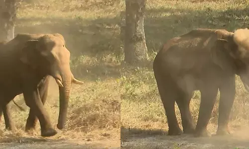 മസ്തകത്തിൽ മുറിവേറ്റ ആനയുടെ ചികിൽസ: വിദഗ്ദ സംഘം അതിരപ്പള്ളിയിലെത്തി