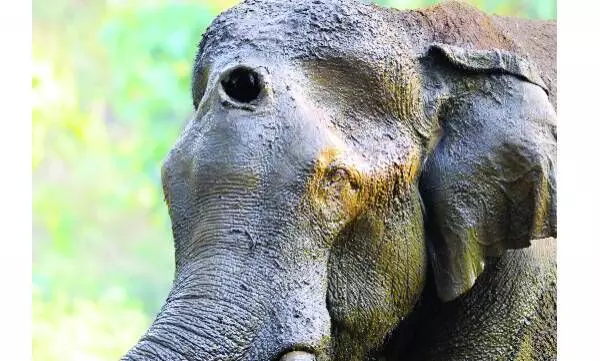 മസ്തകത്തില് മുറിവേറ്റ ആനയെ മയക്കുവെടി വച്ചു പിടികൂടി; പ്രാഥമിക ചികില്സ നല്കി മസ്തകത്തില് മുറിവേറ്റ ആനയെ മയക്കുവെടി വച്ചു പിടികൂടി; പ്രാഥമിക ചികില്സ നല്കി