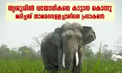 വീണ്ടും കാട്ടാന ആക്രമണം