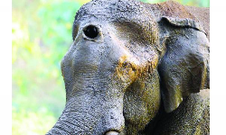 മസ്തകത്തില്‍ മുറിവേറ്റ ആനയെ മയക്കുവെടി വച്ചു പിടികൂടി; പ്രാഥമിക ചികില്‍സ നല്‍കി