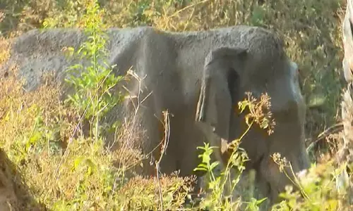 മസ്തകത്തില്‍ മുറിവേറ്റ നിലയില്‍ കണ്ട ആനയെ മയക്കുവെടി വച്ചു