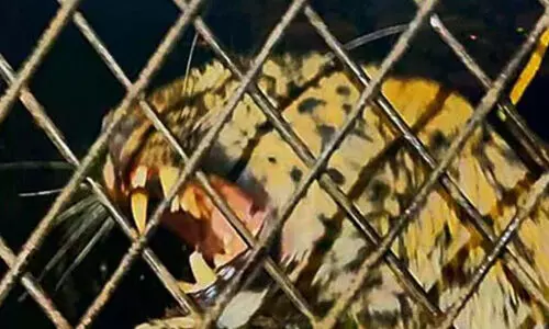 കിണറ്റില് വീണ പുലിയെ പുറത്തെടുത്തു കിണറ്റില് വീണ പുലിയെ പുറത്തെടുത്തു