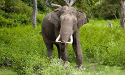 കാട്ടാന ആക്രമണം തടയിടാൻ ഇനി എഐയും; മൂന്നാറിൽ മാറ്റത്തിനൊരുങ്ങി വനം വകുപ്പ്