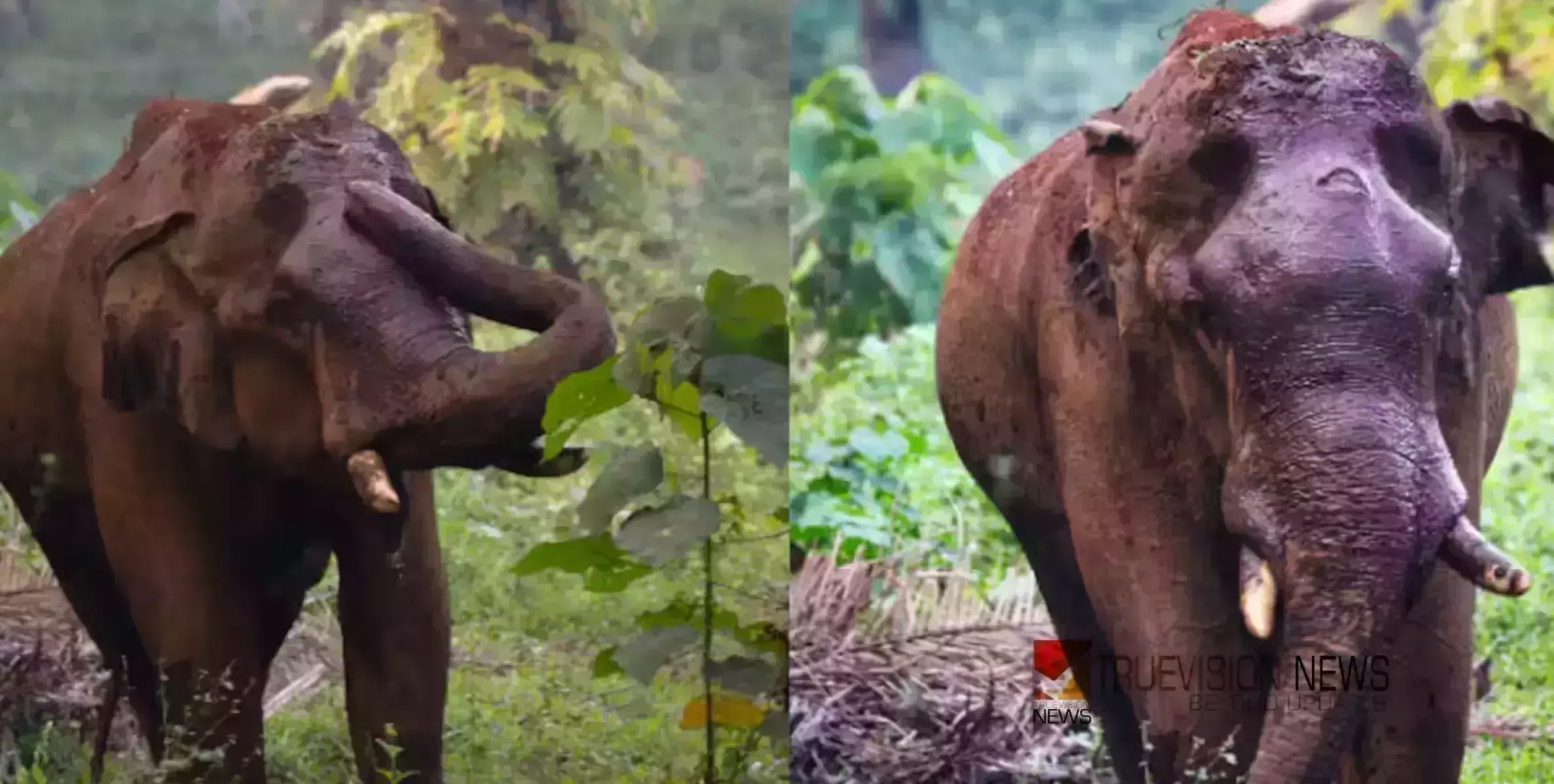 മസ്തകത്തിൽ മുറിവേറ്റ ആന ചരിഞ്ഞു