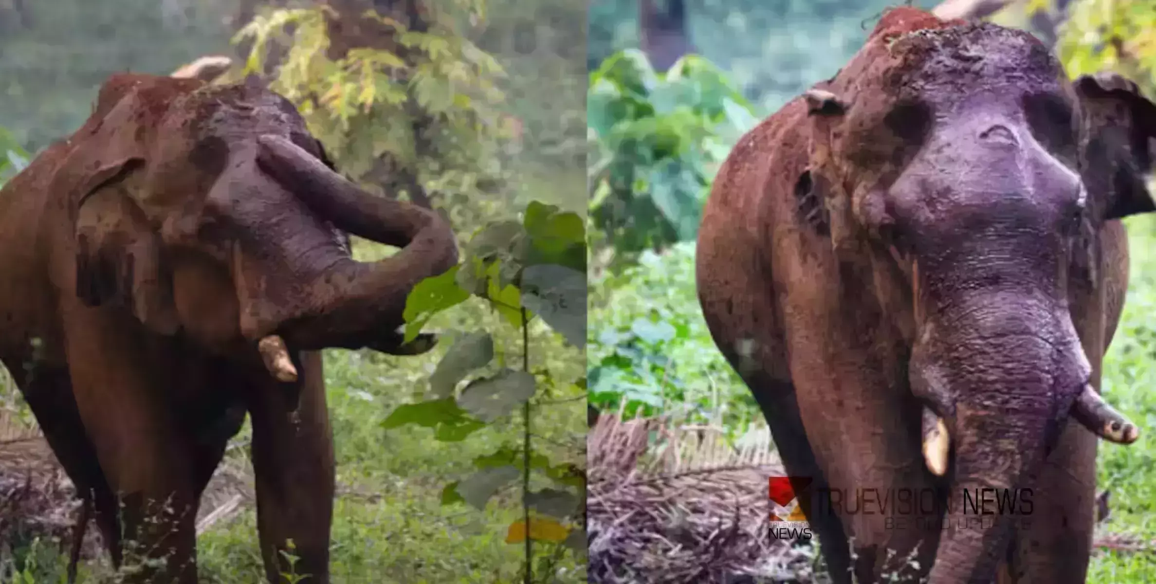 മസ്തകത്തിൽ മുറിവേറ്റ ആന ചരിഞ്ഞു