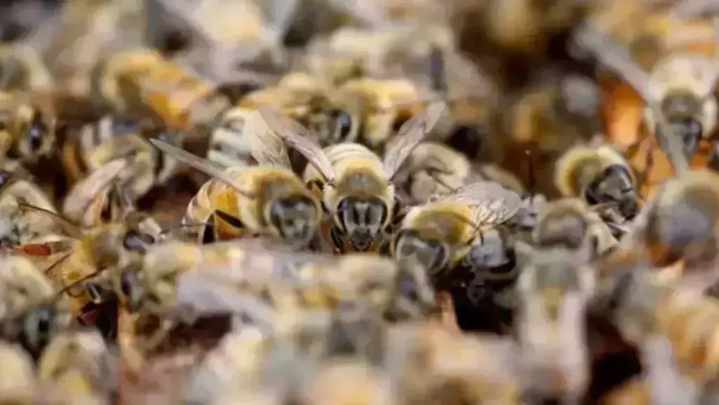 ഈങ്ങാപ്പുഴയില്‍ മാവോവാദി തിരച്ചിലിന് ഇറങ്ങിയ 12 പേര്‍ക്ക് തേനീച്ച കുത്തേറ്റു