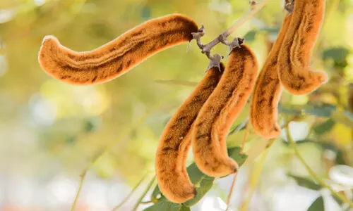 പെണ്‍കുട്ടിയുടെ ശരീരത്തില്‍ നായ്ക്കുരണ പൊടി വിതറിയെന്ന പരാതിയില്‍ നാല് വിദ്യാര്‍ഥികള്‍ക്കെതിരെ കേസ്