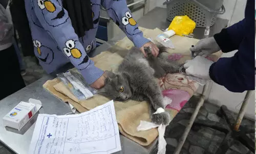 പൂച്ചകള്ക്കെതിരെ വ്യാജപ്രചാരണം; കശ്മീരില് മൃഗാശുപത്രികളില് വന്തിരക്ക് (photos) പൂച്ചകള്ക്കെതിരെ വ്യാജപ്രചാരണം; കശ്മീരില് മൃഗാശുപത്രികളില് വന്തിരക്ക് (photos)