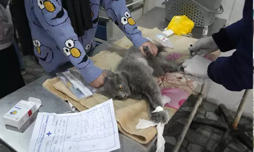 പൂച്ചകള്‍ക്കെതിരെ വ്യാജപ്രചാരണം; കശ്മീരില്‍ മൃഗാശുപത്രികളില്‍ വന്‍തിരക്ക് (photos)