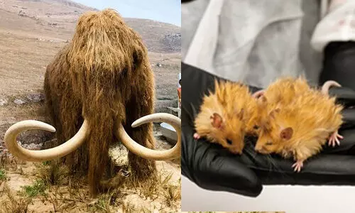 വൂളി മാമത്തുകളെ തിരികെ കൊണ്ടുവരാനുള്ള ശ്രമം വിജയത്തിലേക്ക്; വൂളി എലികളെ നിര്മിച്ച് ഗവേഷകര്(വീഡിയോ) വൂളി മാമത്തുകളെ തിരികെ കൊണ്ടുവരാനുള്ള ശ്രമം വിജയത്തിലേക്ക്; വൂളി എലികളെ നിര്മിച്ച് ഗവേഷകര്(വീഡിയോ)