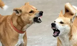 2024-ല് നായ കടിയേറ്റത് 21 ലക്ഷത്തിലധികം പേര്ക്ക്, റിപോര്ട്ട് 2024-ല് നായ കടിയേറ്റത് 21 ലക്ഷത്തിലധികം പേര്ക്ക്, റിപോര്ട്ട്