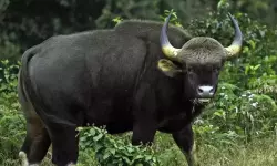 സ്‌കൂട്ടറില്‍ കാട്ടുപോത്തിടിച്ച് യുവാവിന് ഗുരുതരപരിക്ക്